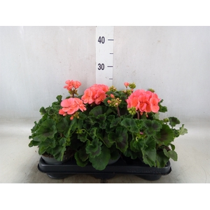 Pelargonium zona.   ...F1