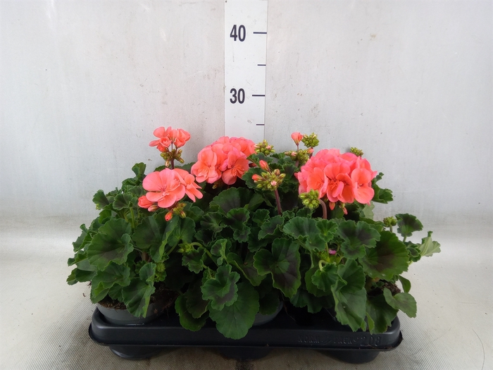 <h4>Pelargonium zona.   ...F1</h4>