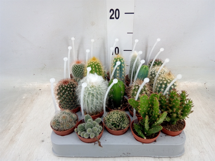 <h4>Cactus   ...mix</h4>