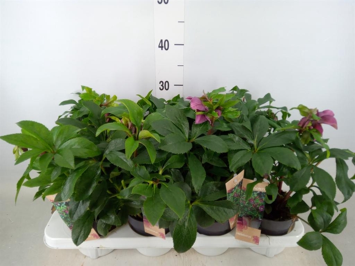 <h4>Helleborus ori.</h4>