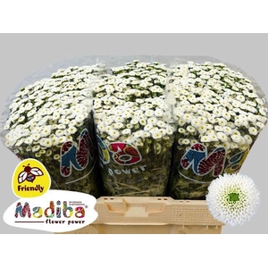 CHR SAN MADIBA IDEAL WHITE CHR S MA