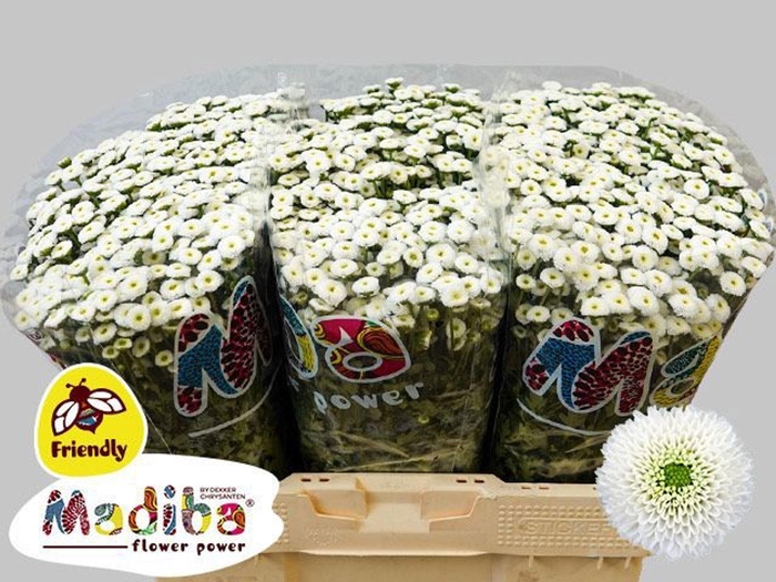 <h4>CHR SAN MADIBA IDEAL WHITE CHR S MA</h4>