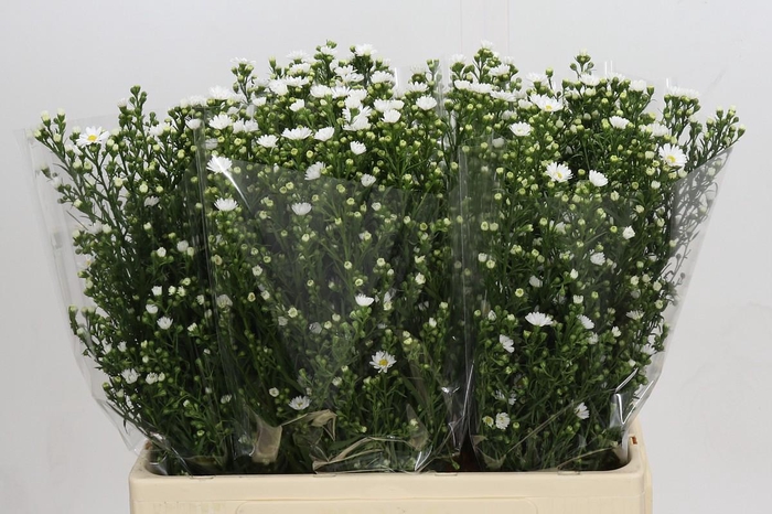 <h4>Aster Paquita</h4>