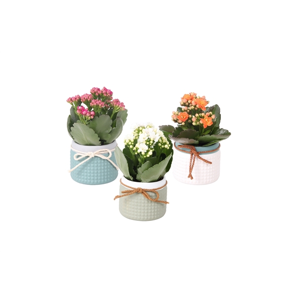 <h4>KP-772.1 - Kalanchoe Rosalina 6cm in trendy keramiek</h4>