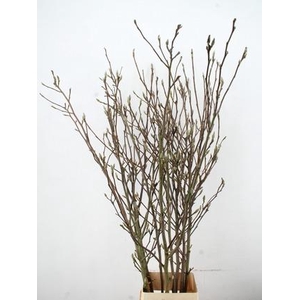 MAGNOLIA RECHT PER STEM 180CM