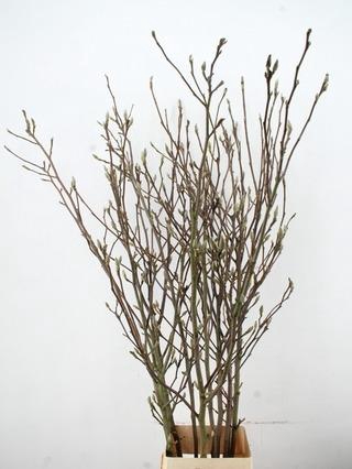 <h4>MAGNOLIA RECHT PER STEM 180CM</h4>