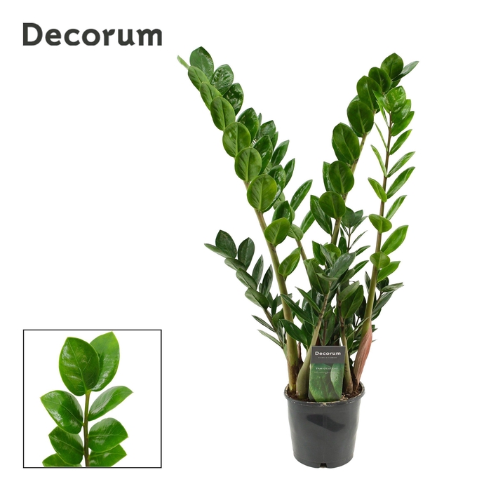 <h4>Zamioculcas Lima 12 cm Decorum 55 cm, 5+ veren</h4>