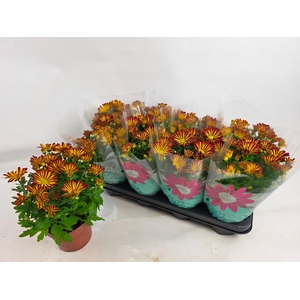 CHRYS RAINBOW CIRCUS