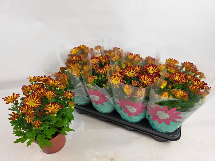 <h4>CHRYS RAINBOW CIRCUS</h4>