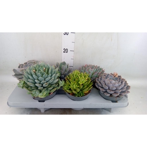 Echeveria   ...mix
