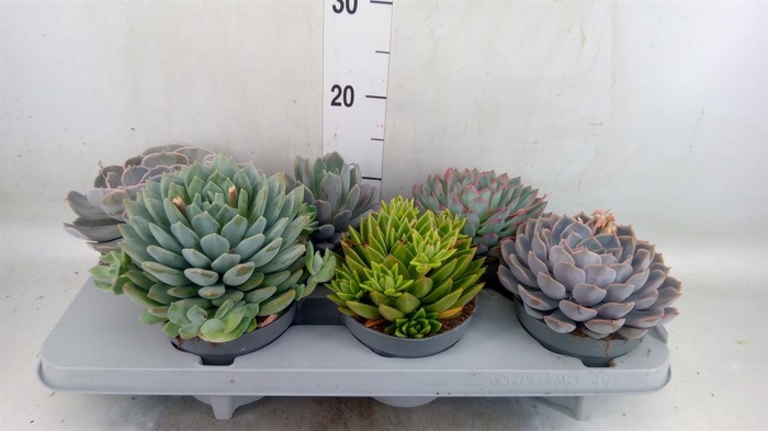 <h4>Echeveria   ...mix</h4>
