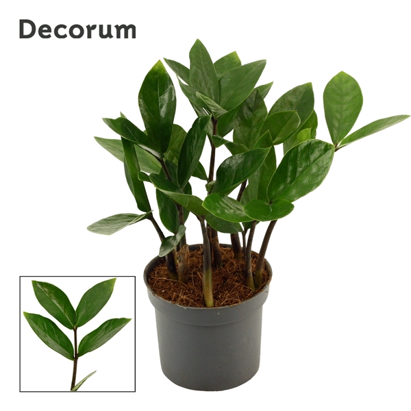 <h4>Zamioculcas 9 cm, 2 veren (Decorum)</h4>