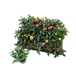 RO KORDANA GEM 4 SRT