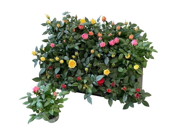 <h4>RO KORDANA GEM 4 SRT</h4>