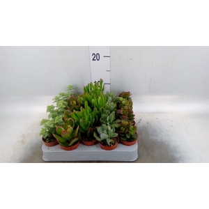 Crassula   ...mix