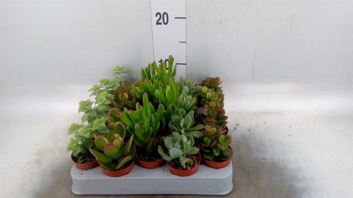 <h4>Crassula ...mix</h4>