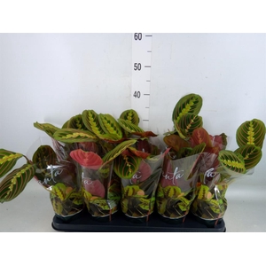 Maranta leuc. 'Fascinator'