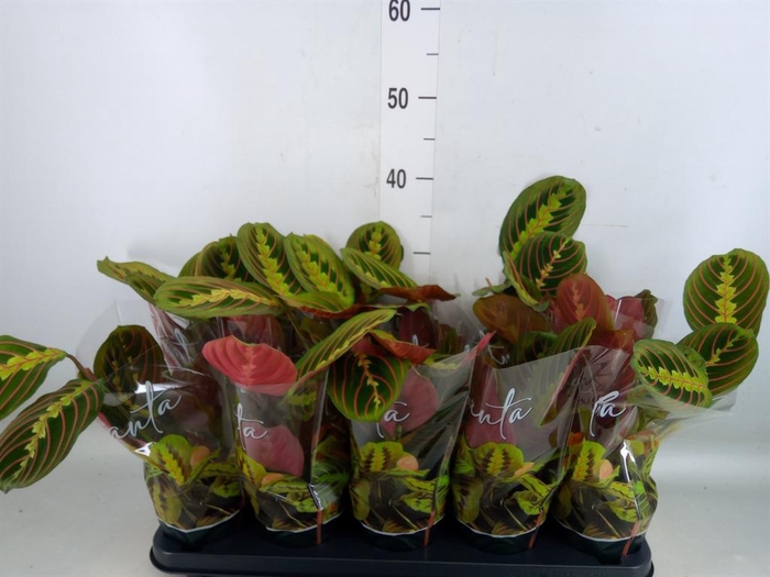 <h4>Maranta leuc. 'Fascinator'</h4>
