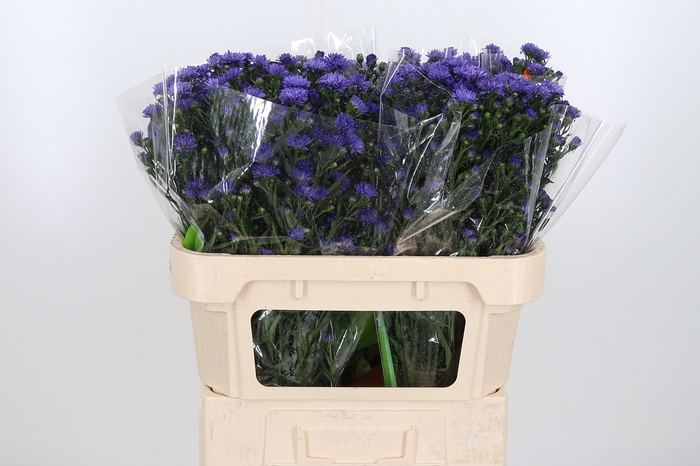 <h4>Aster Dark Milka</h4>