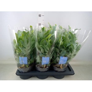 Phlebodium aureum 'Blue Star'