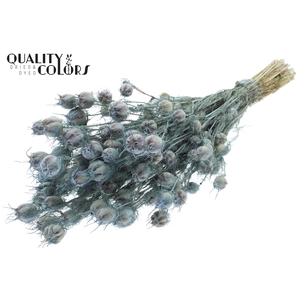 Nigella per bunch Frosted Light Blue