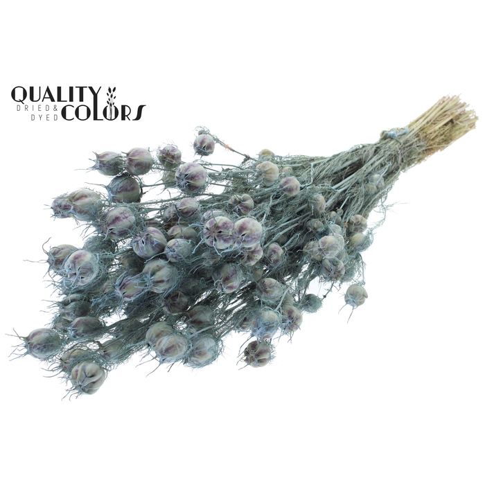 <h4>Nigella per bunch Frosted Light Blue</h4>