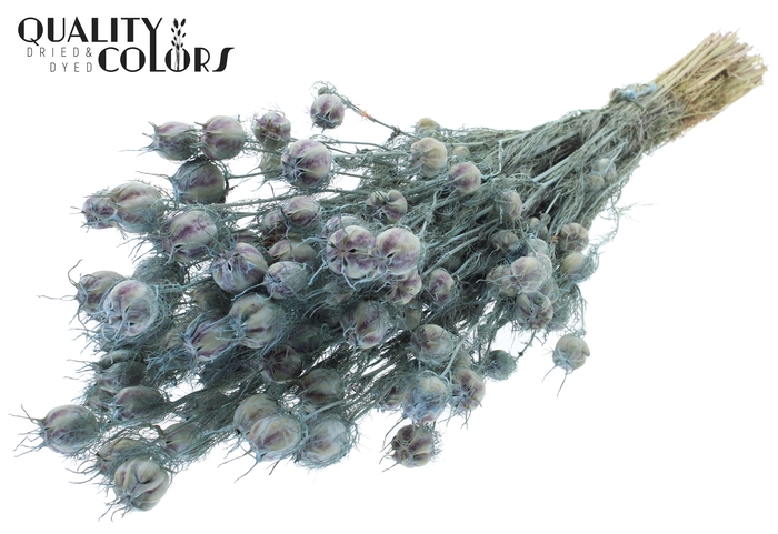 Nigella per bunch Frosted Light Blue