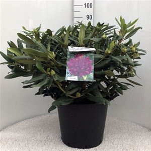 Rhodo. 'Marcel Menard' dark purple