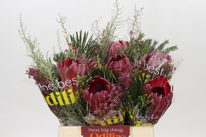 <h4>BQ Protea Sharon SFB</h4>