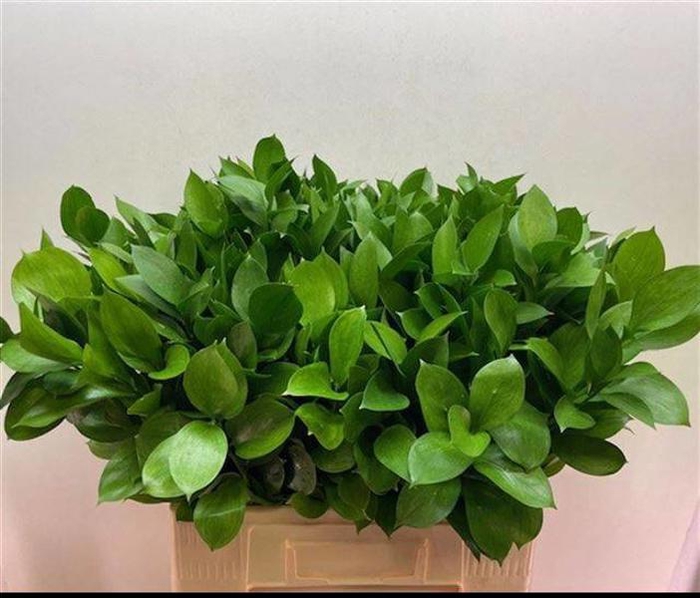 <h4>Ruscus Grof 60 cm</h4>