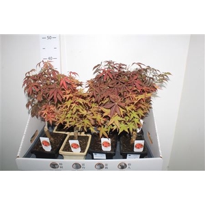 Bonsai Acer