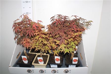 <h4>Bonsai Acer</h4>