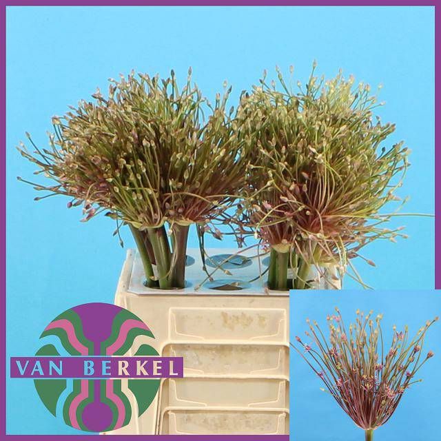 <h4>ALLIUM SCHUBERTII</h4>