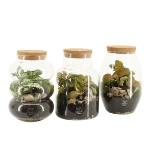 Arr.   Planten L%