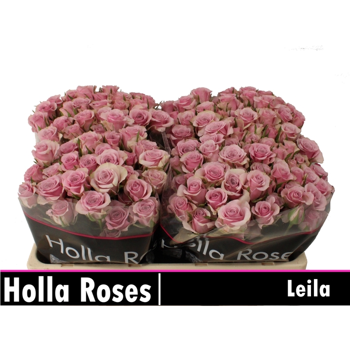<h4>Leila</h4>