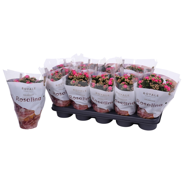 <h4>Kalanchoe blos. 'RosDon Nando'</h4>