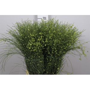 Genista Berries Green 400 Gram