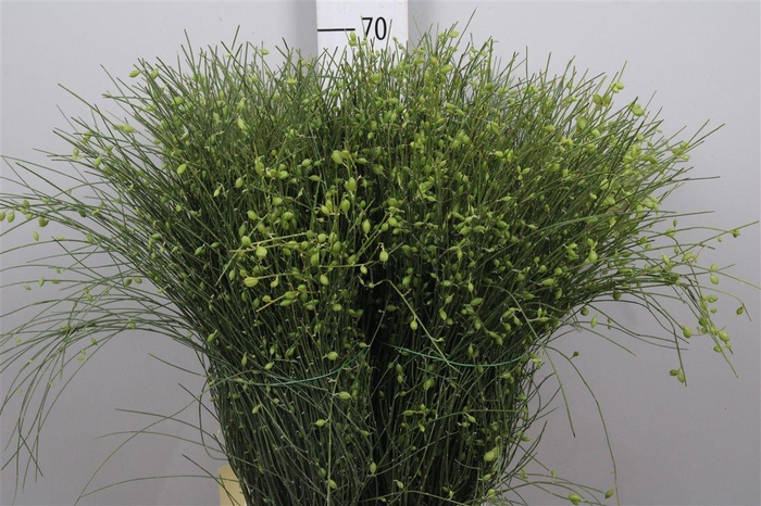 <h4>Genista Berries Green 400 Gram</h4>