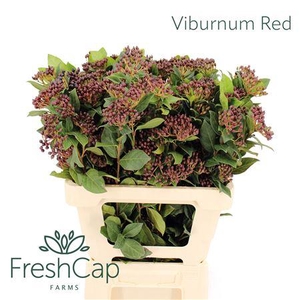 Viburnum Red