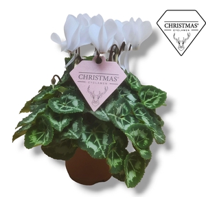 Cyclamen Wit KERSTETIKET