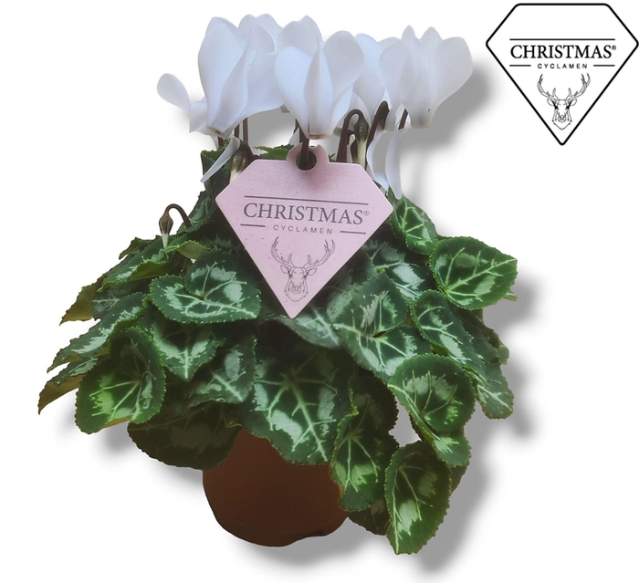 <h4>Cyclamen Wit KERSTETIKET</h4>