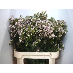 CHAME UN JUPITER SOL