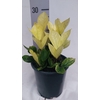 Zamioculcas zamiifolia Chameleon