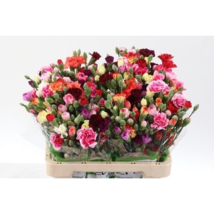Dianthus TR   ...mix /bos