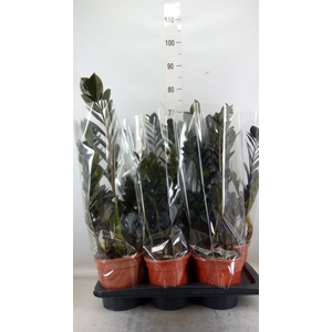 Zamioculcas zamiifolia 'Dowon'