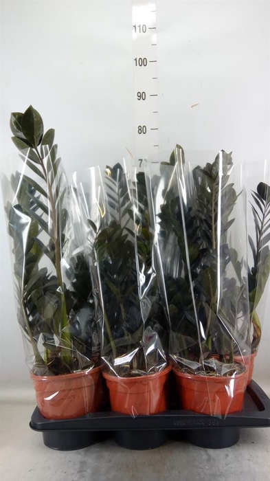 <h4>Zamioculcas zamiifolia 'Dowon'</h4>