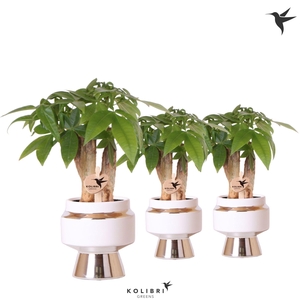 Kolibri Greens Pachira in Le Chic pot silver