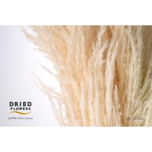Dried Bleached Cortaderia Sacuara