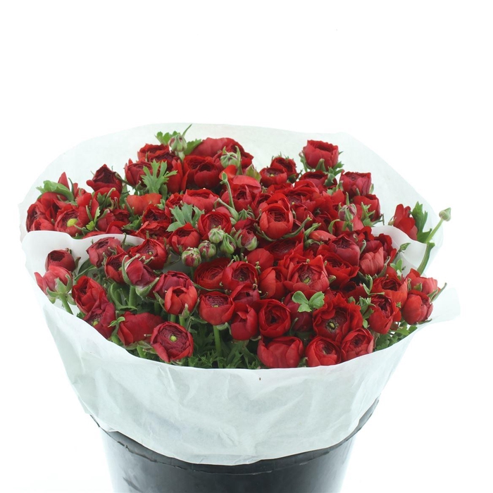 <h4>Ran El Red Extra ( White Paper )</h4>