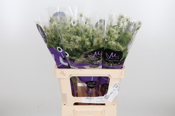 <h4>Clem Amazing Kibo</h4>